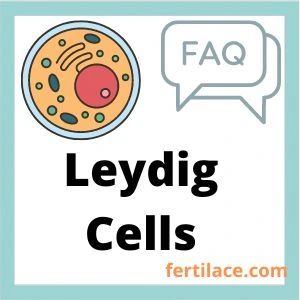 leydig cells FAQ