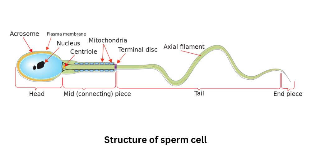 structure of sperm cell
